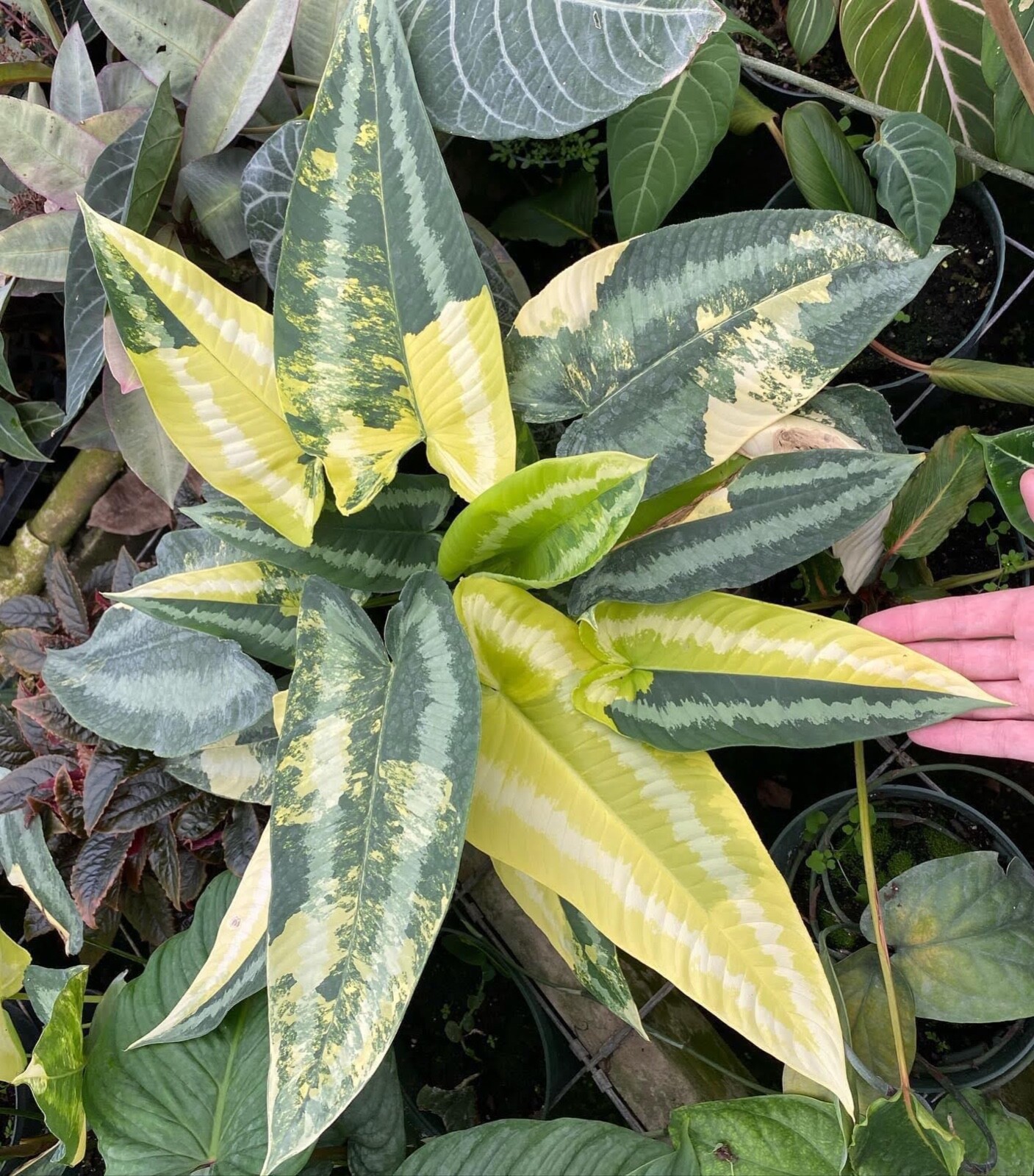 Premium "Fluffy" Tree Fern Fiber (New Zealand) - Debris Free