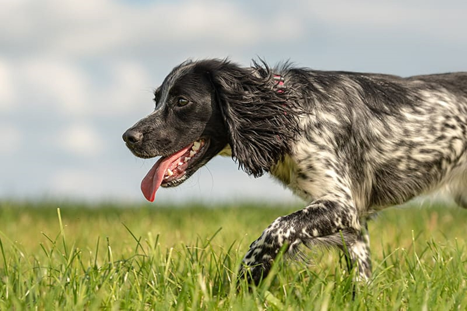 FUNGUS SKIN IN DOGS & CATS - GET RID OF FUNGUS YEAST DERMATITIS (Made in USA)