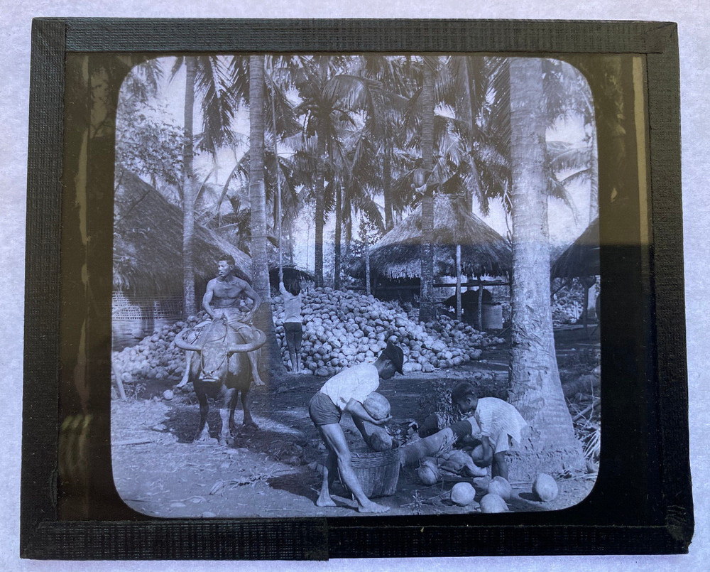 KEYSTONE MAGIC LANTERN SLIDE 58 COCONUT PALMS 1920s