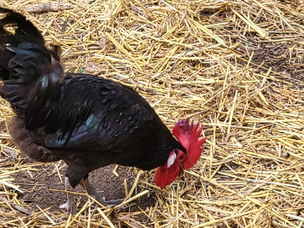 6 Rare Black Penedesenca Hatching Eggs