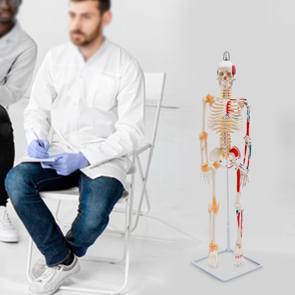 Human Skeleton Model, 34" Half Life Size Skeleton Model with Spinal Nerves