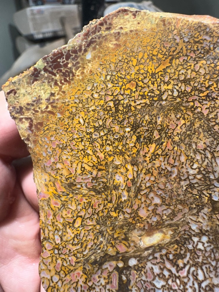 Dinosaur bone rough high grade slab.