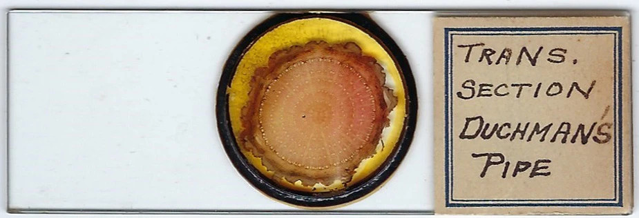 Dutchman's Pipe Stem Aristolochia sp. Microscope Slide