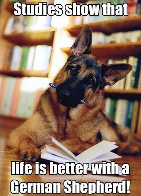 German Shepherd refrigerator magnet 3 1/2 x 4 1/2 "