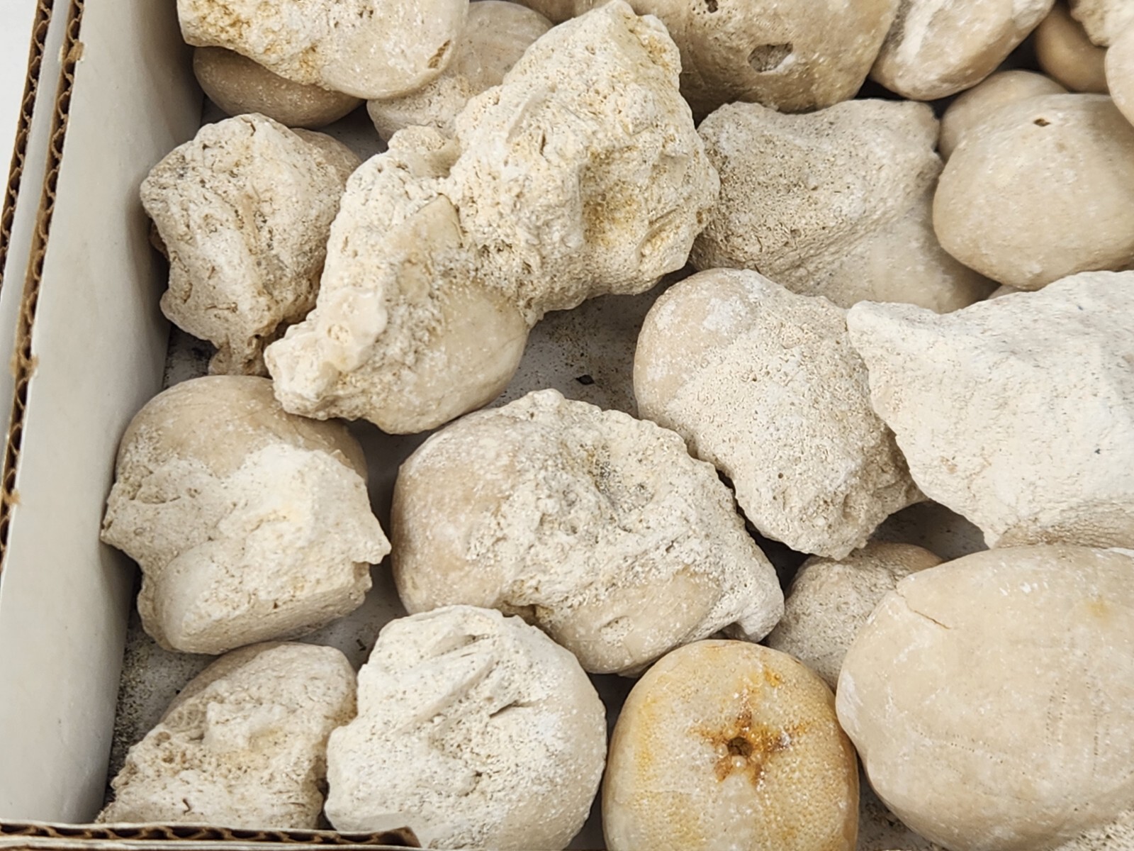 Fossil Sea Urchin (Echinoid) - Florida - 1 Per Purchase - Matrix/Free Standing