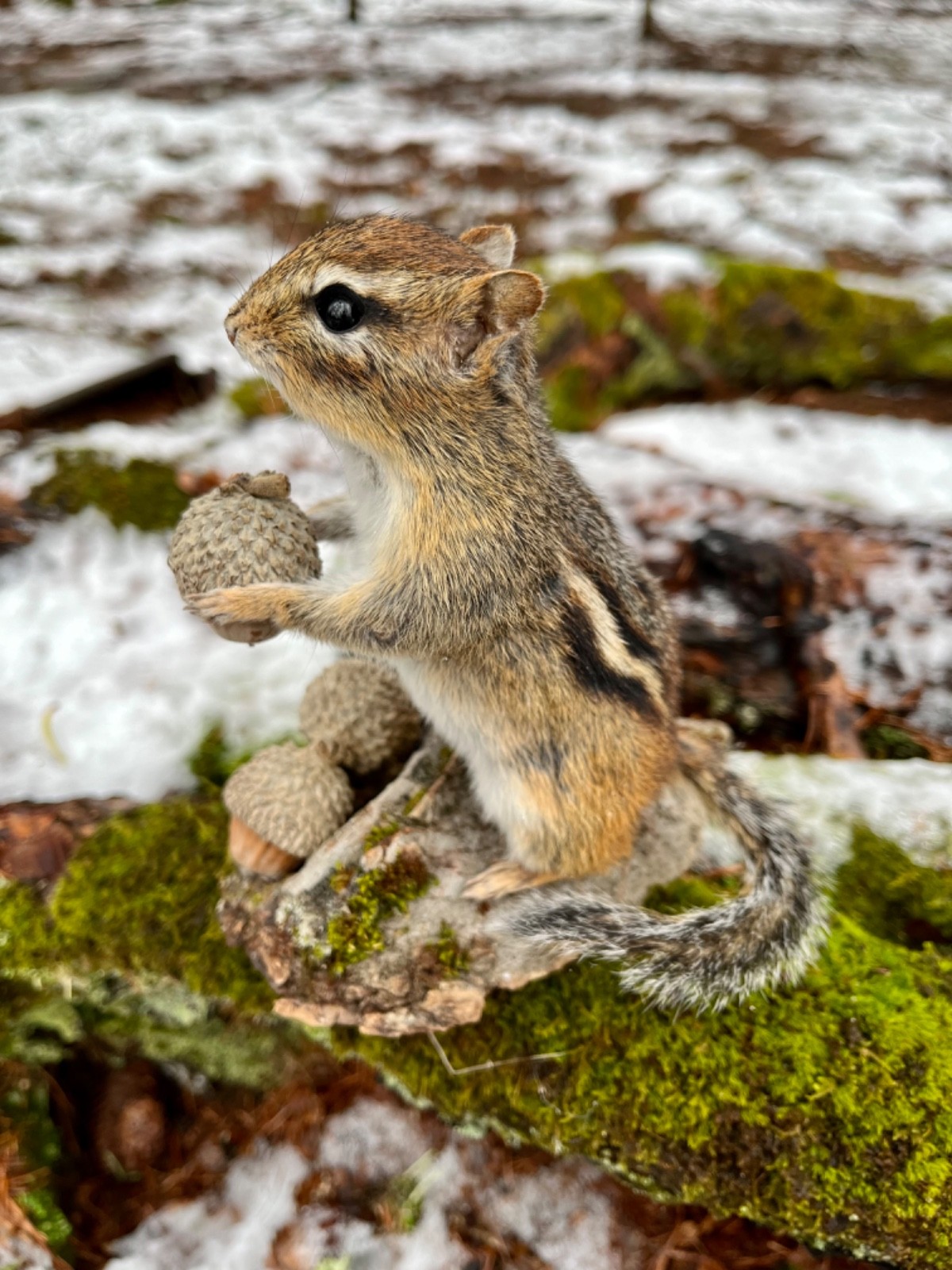 Chipmunk Taxidermy, Eastern Chipmunk Mount, Squirrel Taxidermy, Nature,Gift! NEW