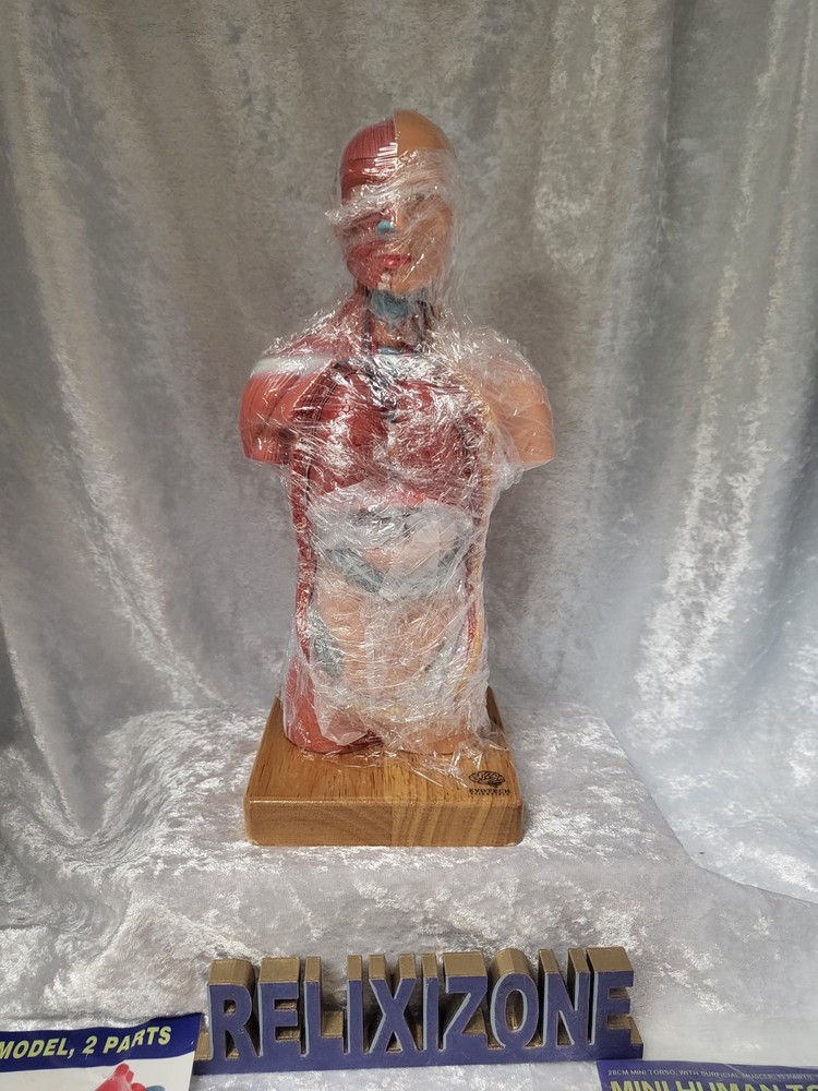 EVOTECH Scientific Human Anatomy Model Bundle Torso Skeleton Heart Brain Set