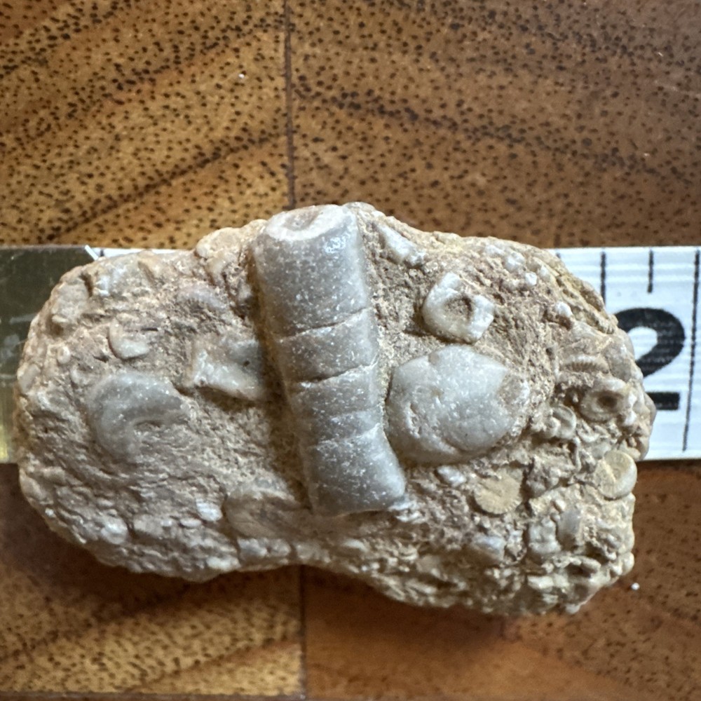 2” Fossil Specimen