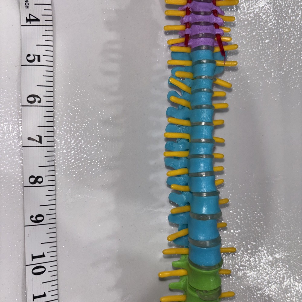Human Spine Model Skeleton Model Anatomical Model