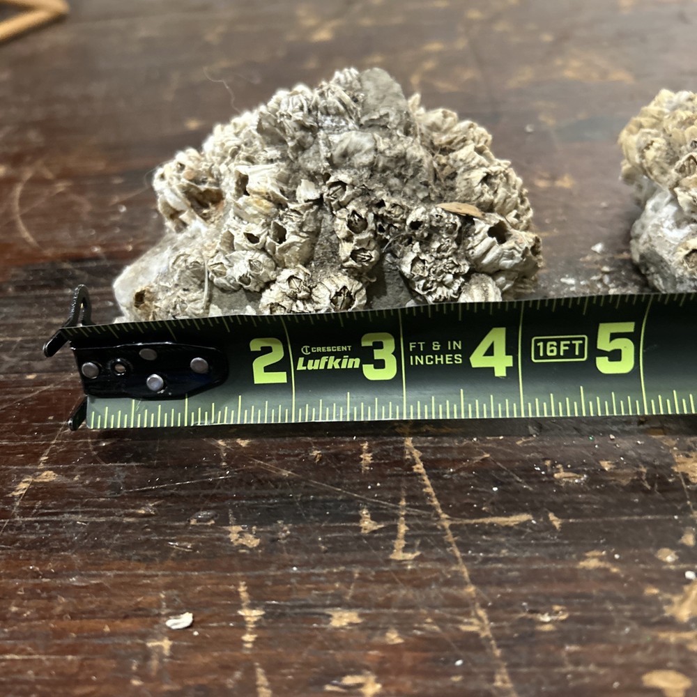 Intriguing Pair Of Barnacle Rocks