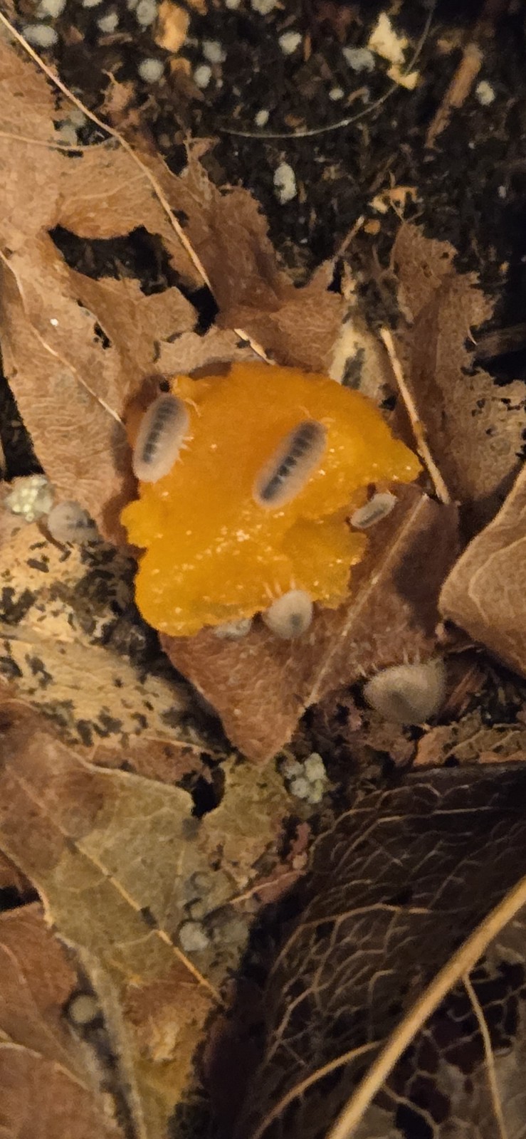 Papaya Isopods (Cubaris Murina) 10+2 **Juveniles**