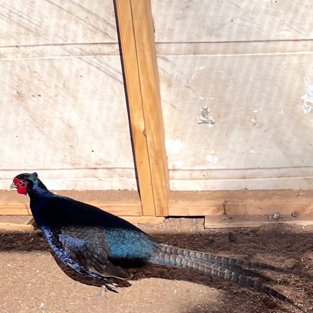 8 Pheasant hatching eggs - shipping now