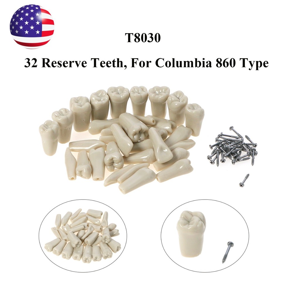 US Columbia Dentoform 860 Type Dental Tooth Model With 32pcs Replacement Teeth