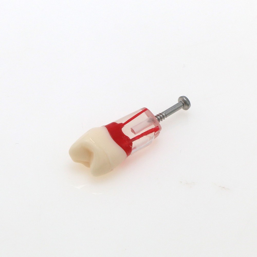10Pcs/Set Dental Endo Root Canal Teeth Model Study RCT Practice Typodont Model