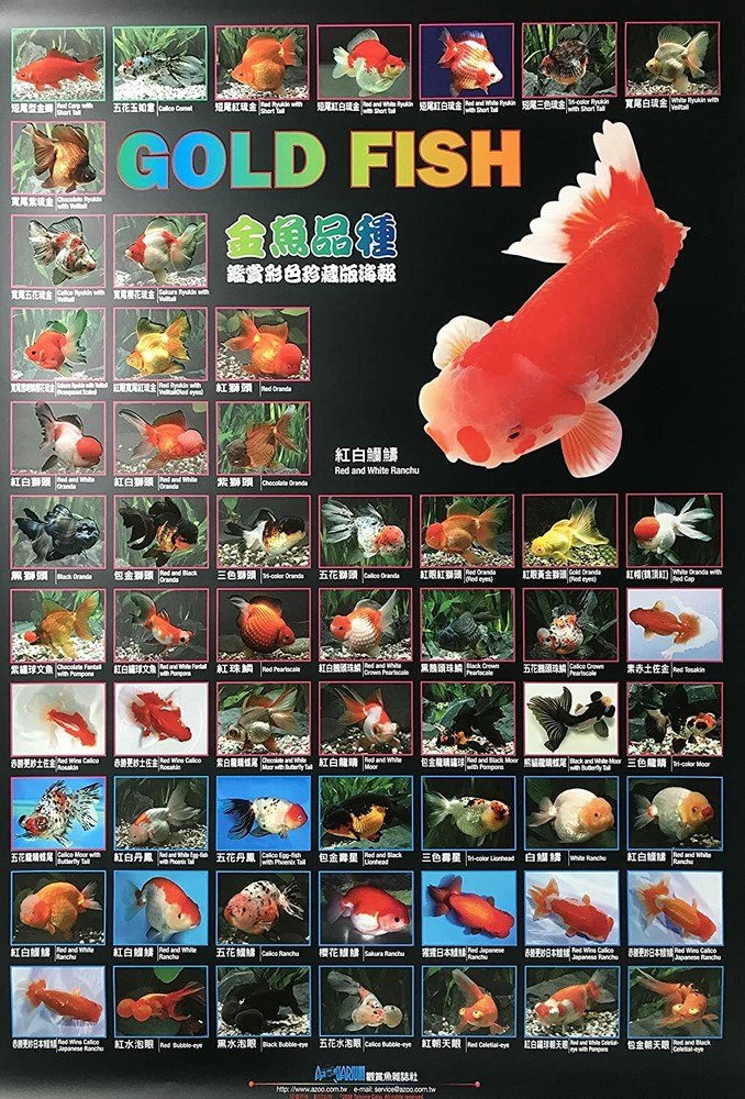 AZOO GOLDFISH POSTER