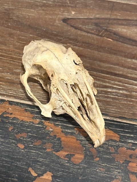 Rabbit Skull, unwhitened
