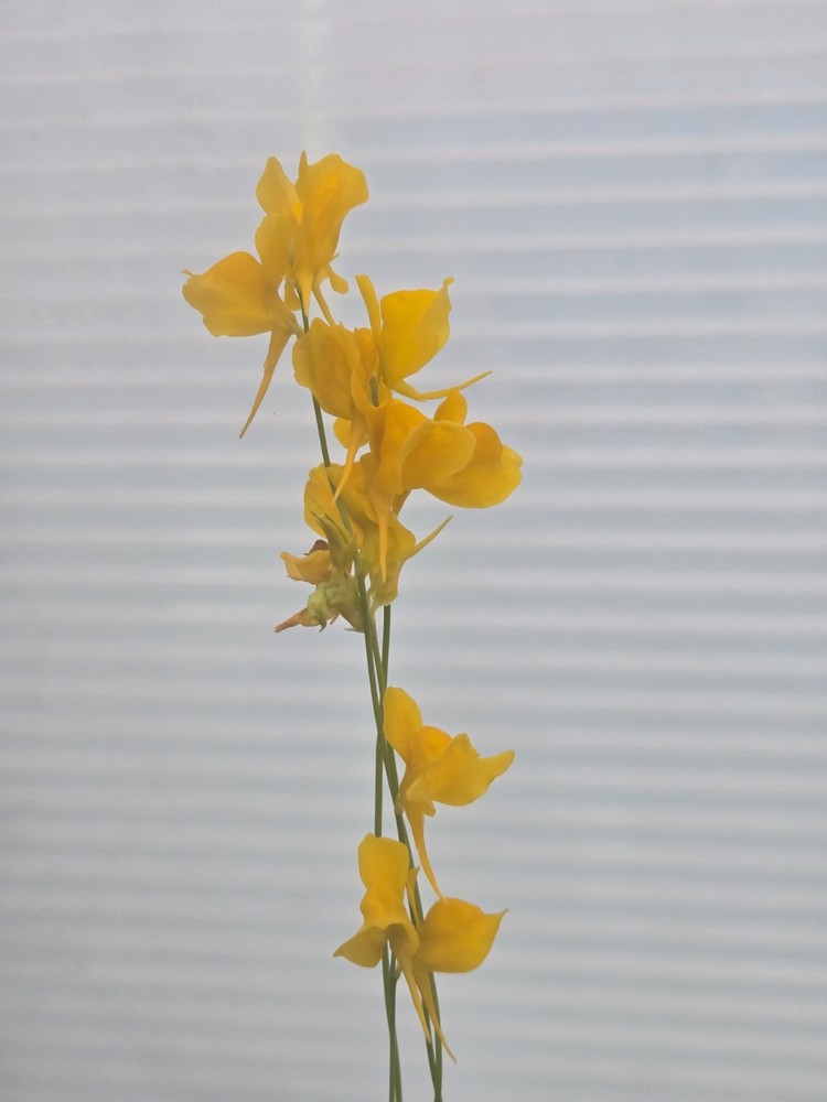 Utricularia Cornuta Carnivorous Bladderwort