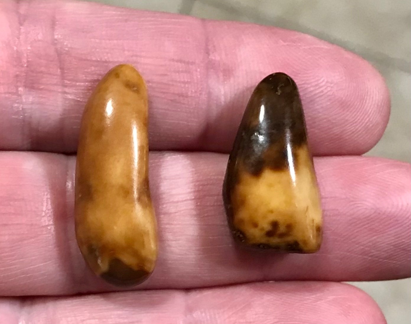 RARE,POLISHED W BEAUTIFUL UNCOMMON COLOR WALR_S TOOF FOSSILS