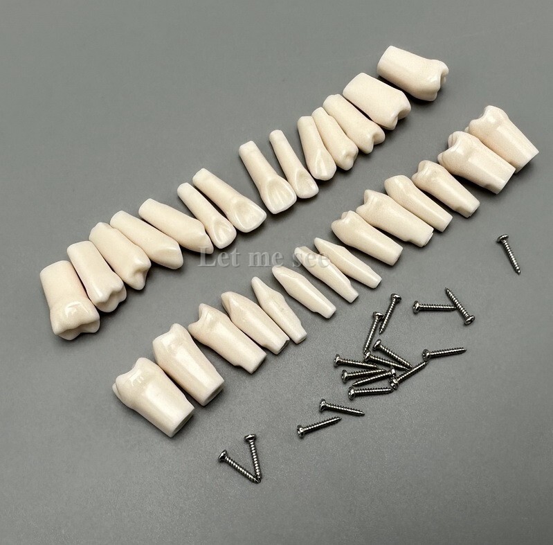 Dental Replacement Screw-in Teeth Typodont Models Study Practice Tooth Model