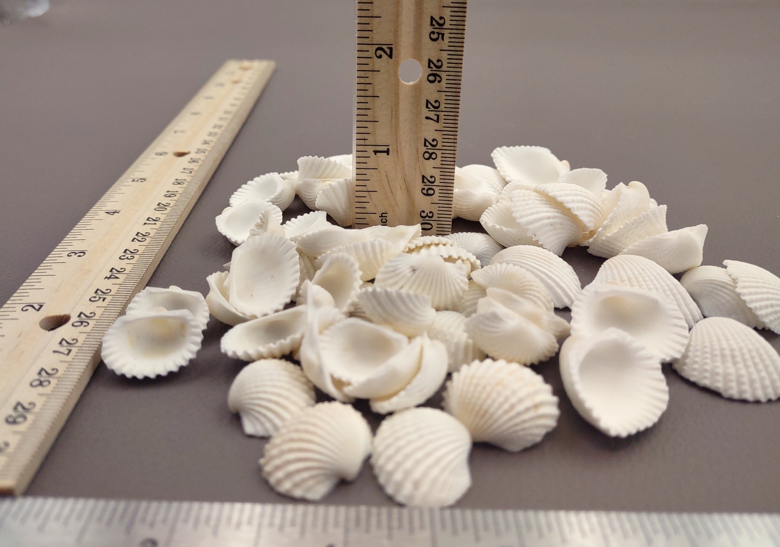 White Ark Clam Seashells Tegillarca Granosa (approx. 20+ shells 1+ inches)