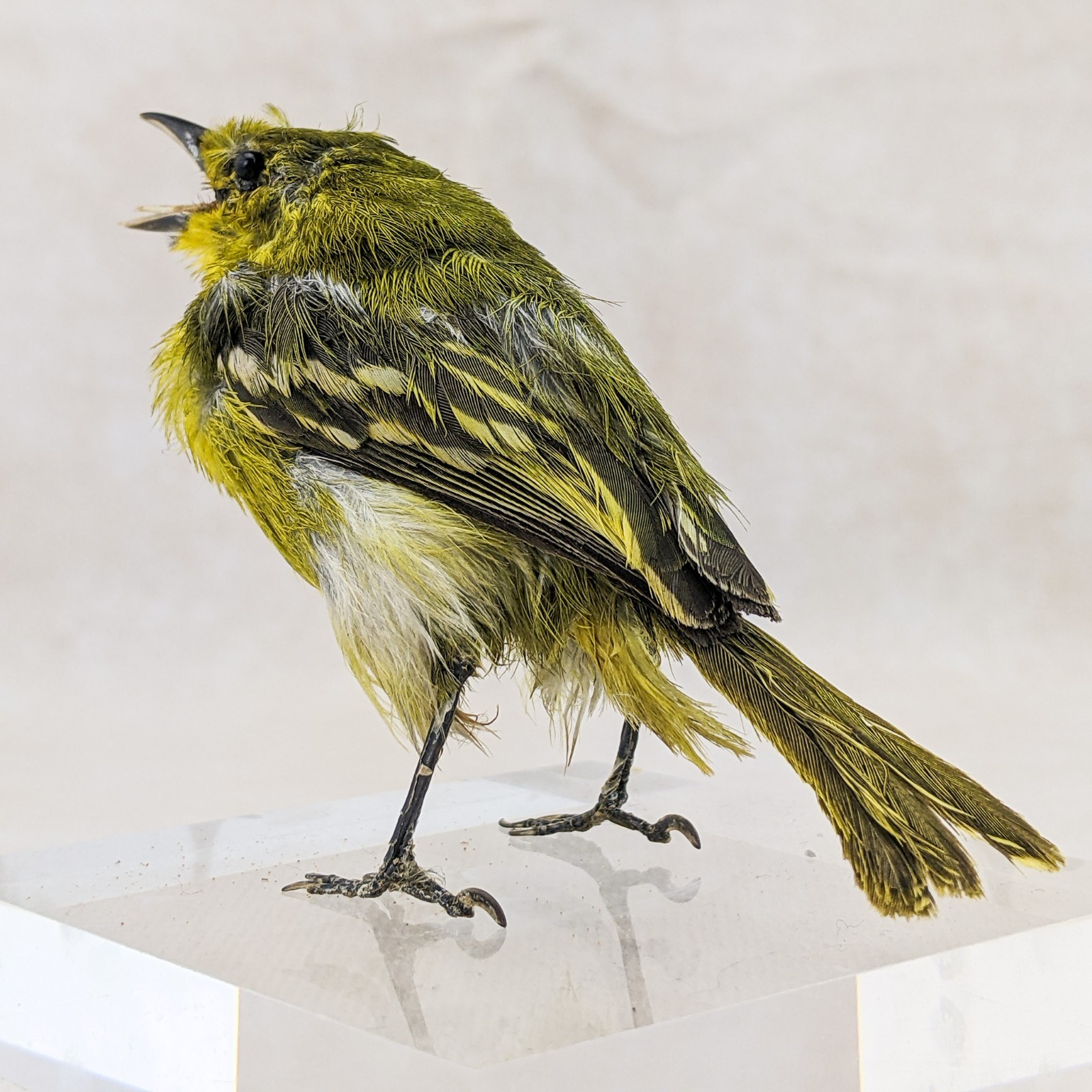 Iora bird taxidermy Bird Specimen oddities taxidermy curiosities oddities craft