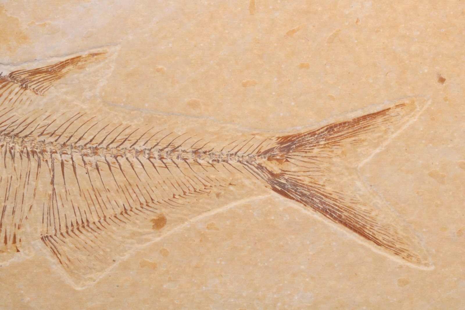 3.7" Diplomystus Fossil Fish Fossil Lake Green River Fm Wyoming COA 11881