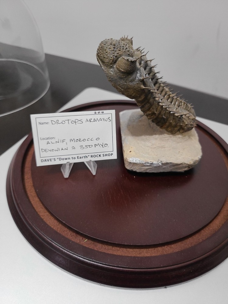 Fossil Trilobite (Drotops Armatus