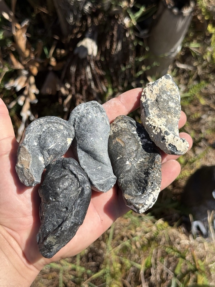 FOSSIL WHALE EAR BONES FROM FLORIDA!!!