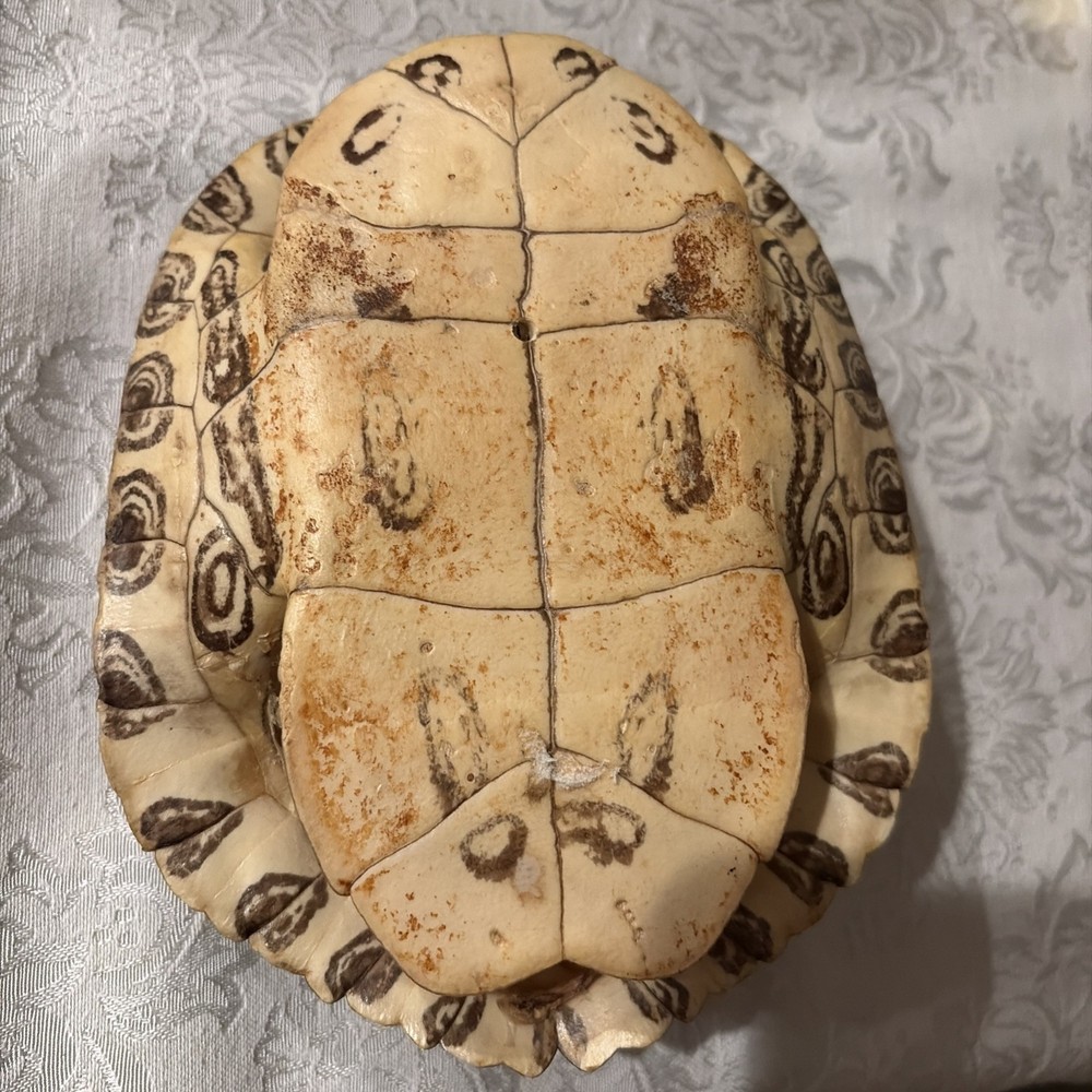 6" to 7" Red Ear Turtle Shell Specimen