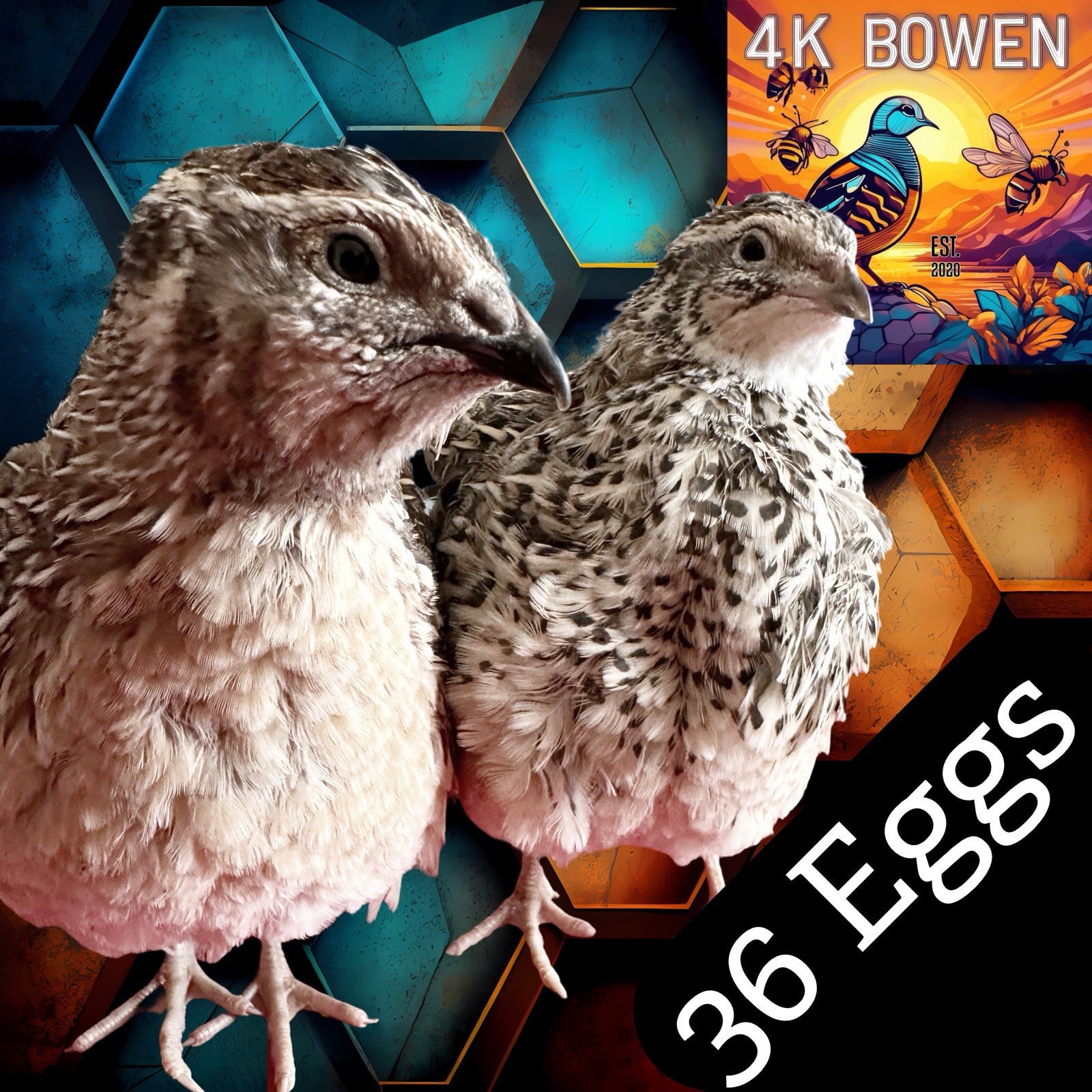 36 Coturnix Quail Fertile Hatching Eggs, NPIP Certified Game Farm