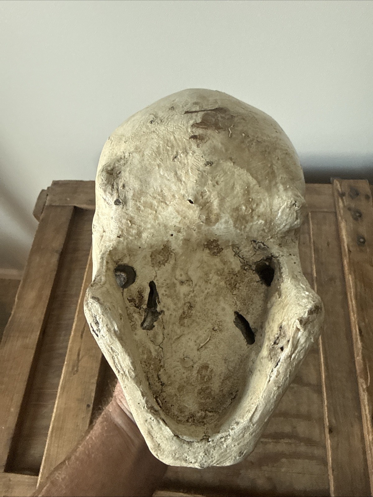 Vintage Fake Life Size Human Skull - skeleton anatomy oddity