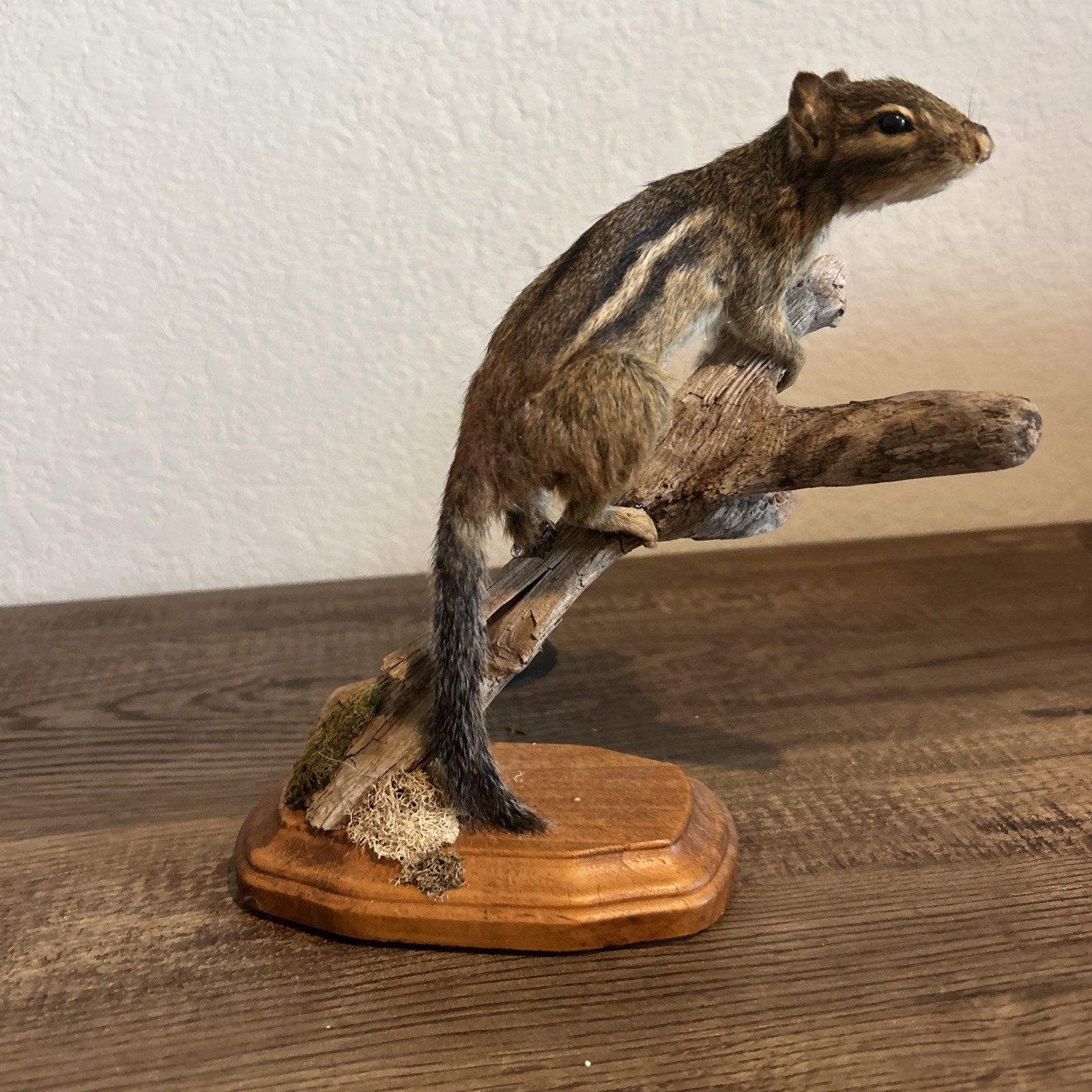 Chipmunk On Base ~ Taxidermy