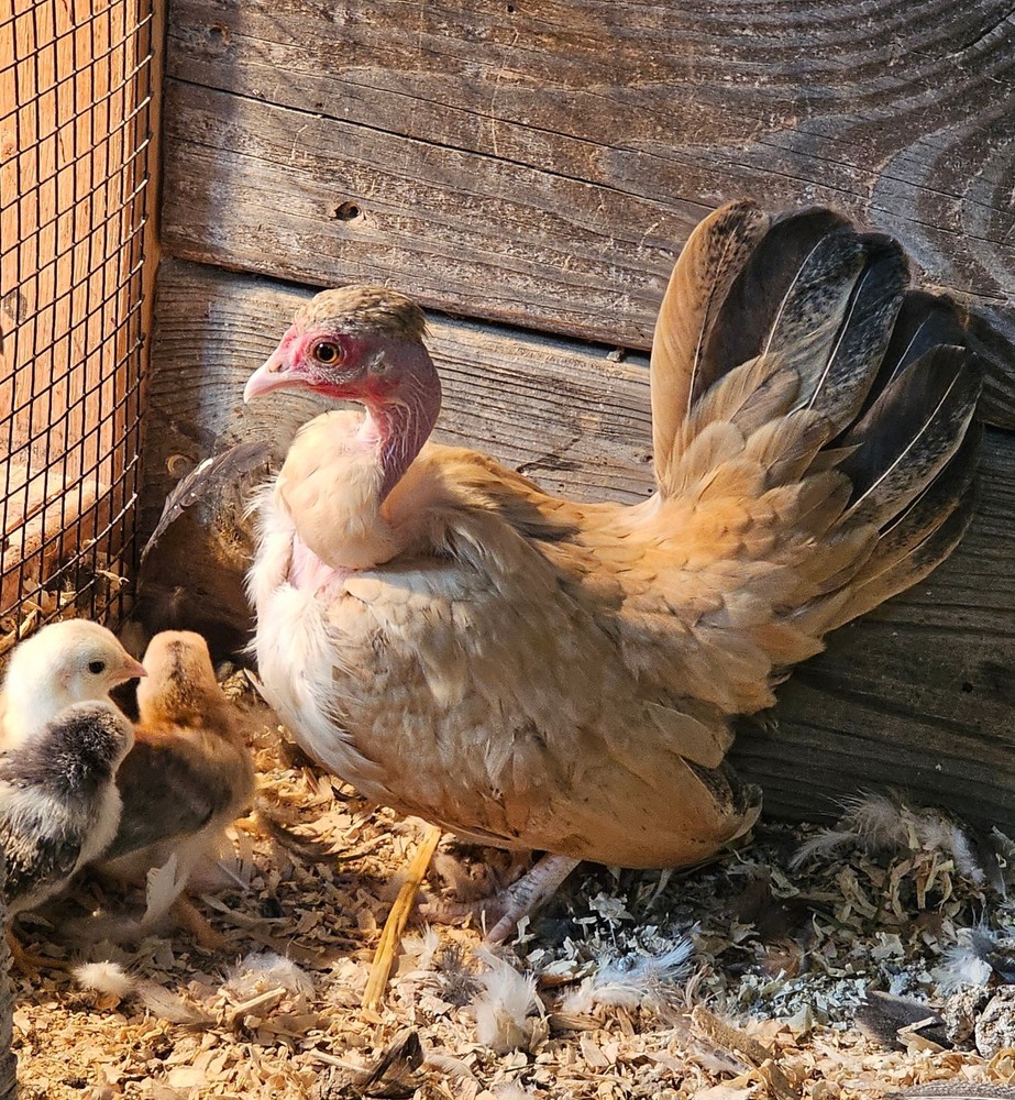 Kikiriki/Serama Mixed Hatching Eggs 12++