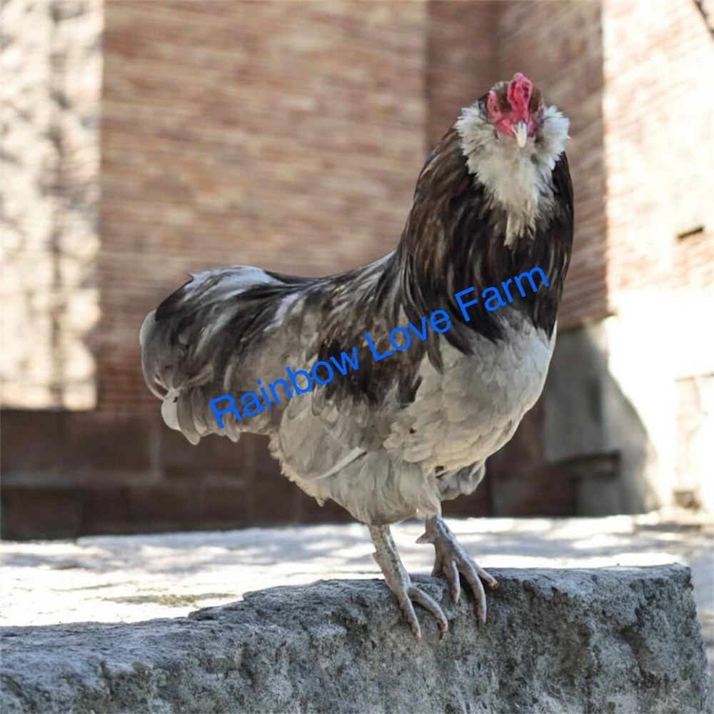 6 + Ameraucana Blue White Ermine Wheaton Chickens Same Pen Hatching Eggs NPIP