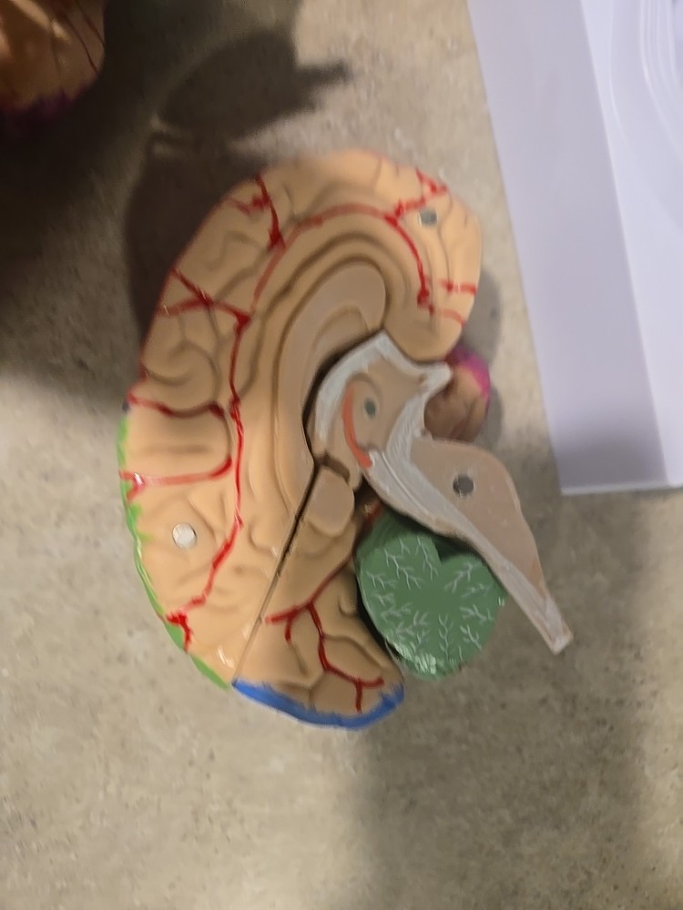 Life Size Human Brain