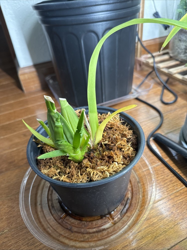 Dancing Lady Orchid (unknown Color)