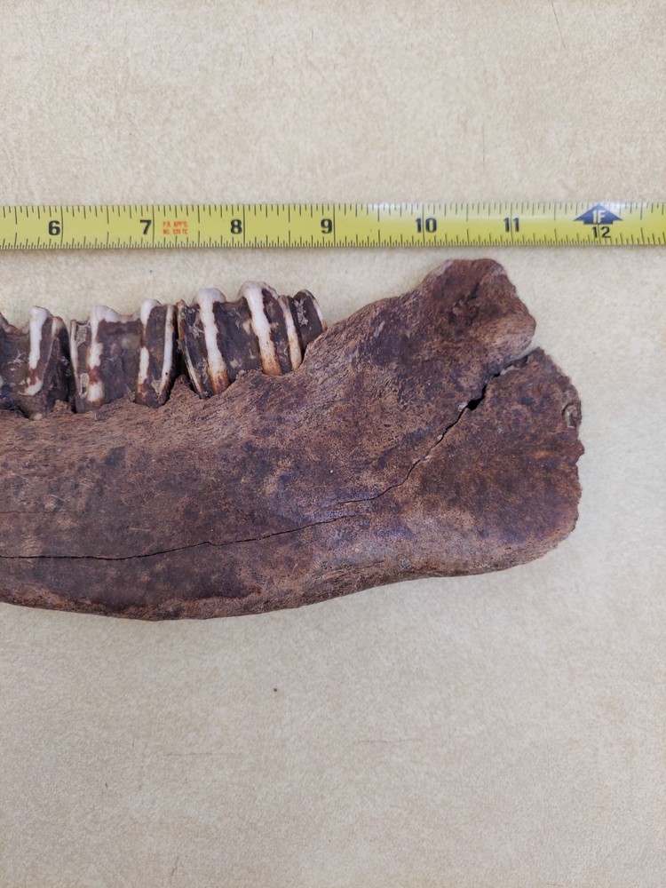 Bison Partial Jaw Bone Fossil with 3 Teeth 12"