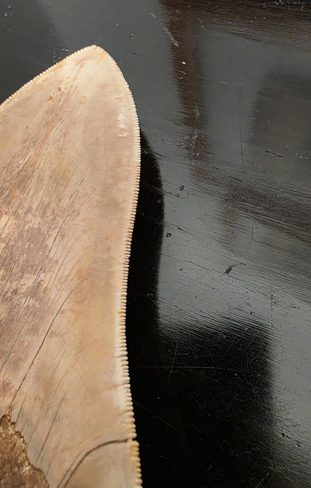 Megalodon Tooth 15.3 Centimeters