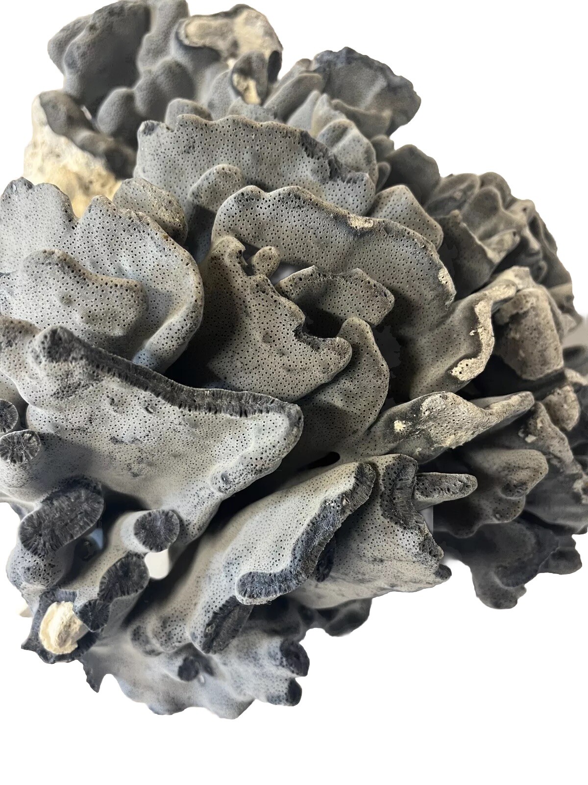 Natural Real Blue Ridge Coral Huge Specimen Shell 12x12x10 Nautical Home Decor