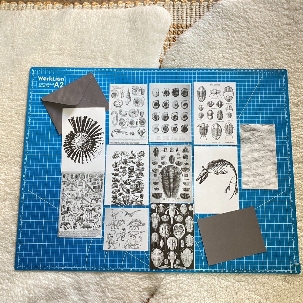 Fossil Prehistoric Natural History Bundle – Curated Ephemera Pack - 2