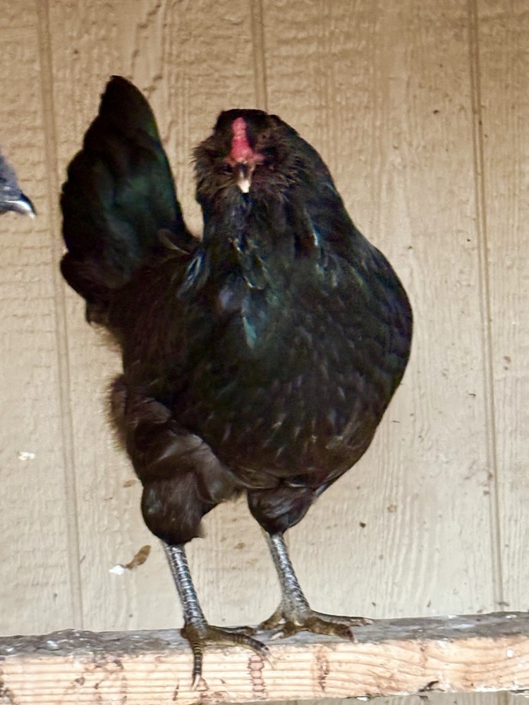 Black Zombie Olive Egger hatching eggs.
