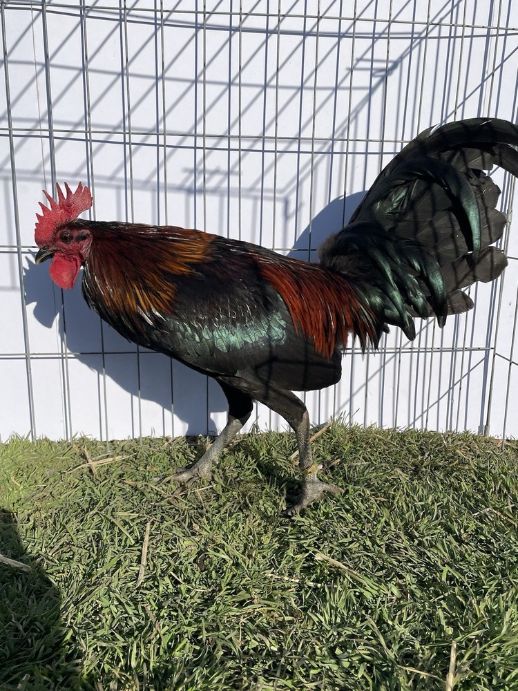 DoubleHFarm|| Fertilized 12 Hatching Eggs