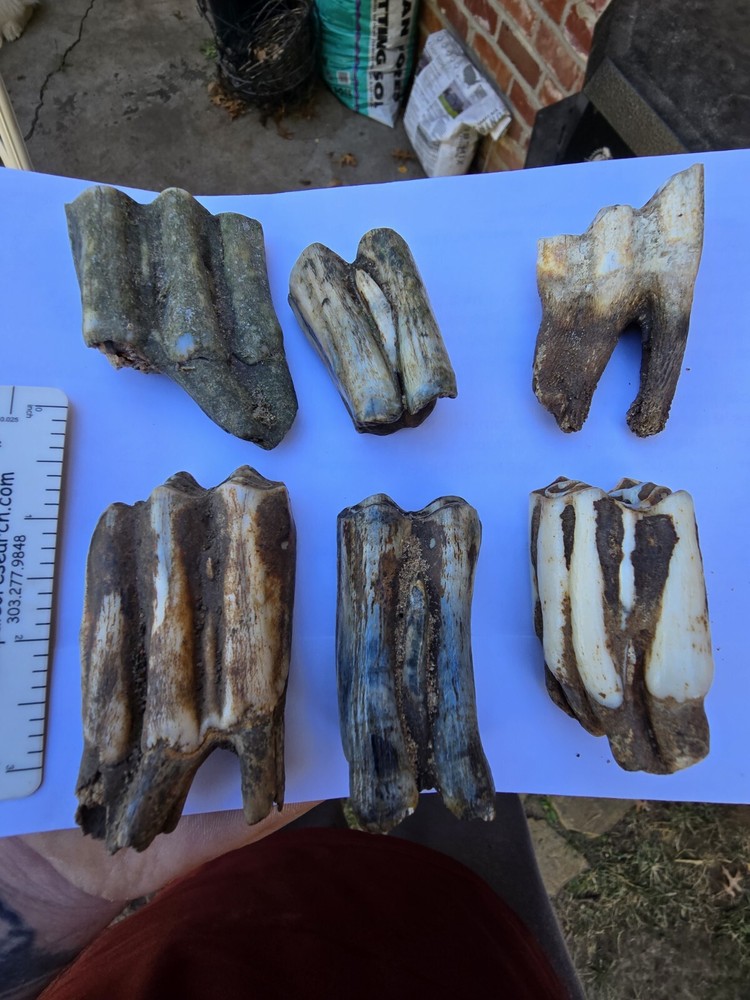 Fossil Bison Teeth Lot
