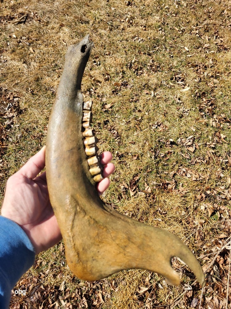 Historic Bison lower jaw bone buffalo