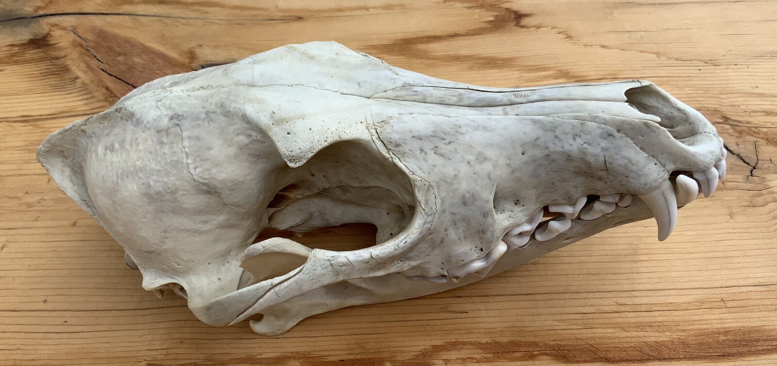 Coyote Skull Nature Cleaned Real Authentic Montana Coyote Skull