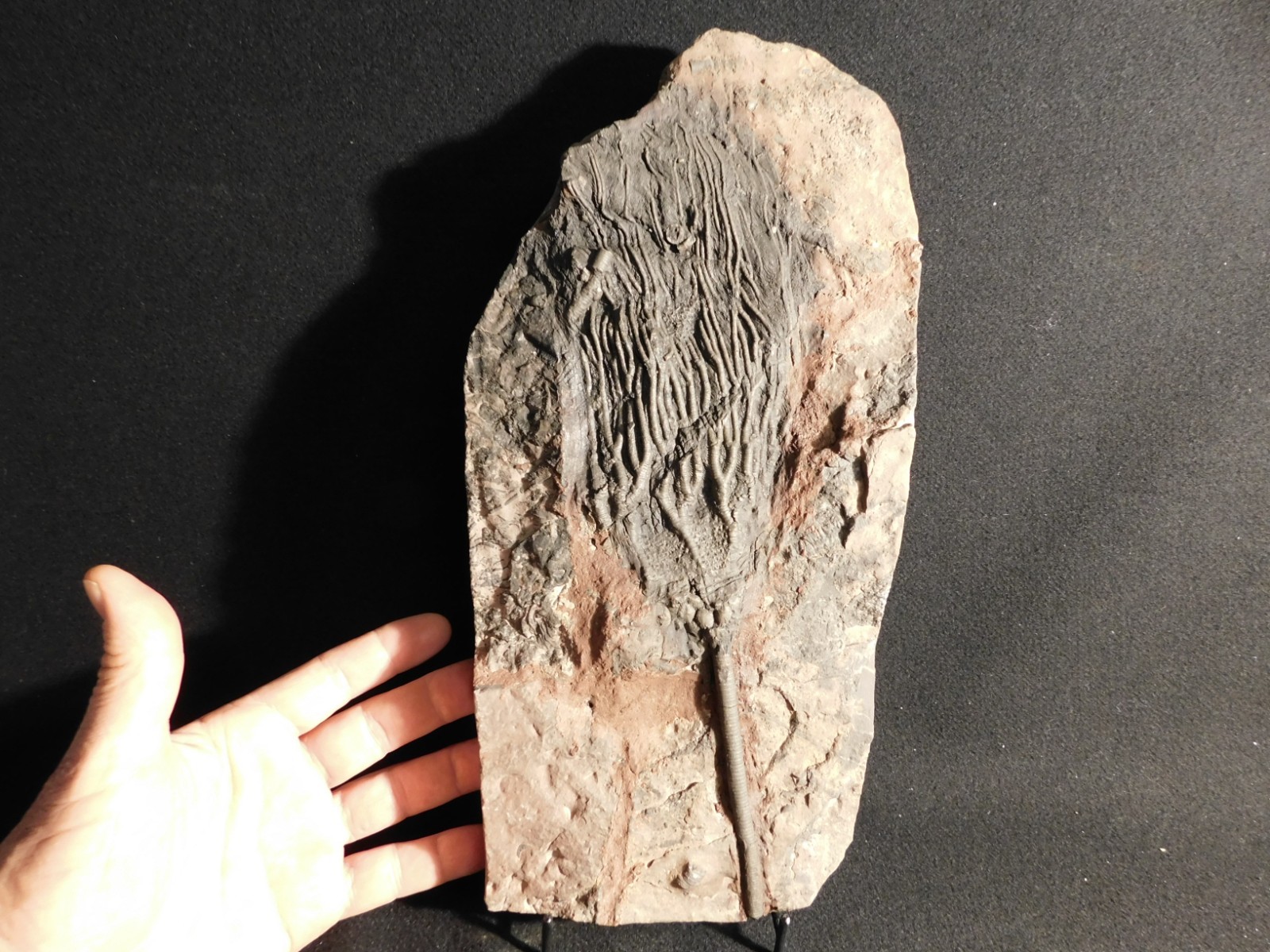 wOw BIG!! 430 Million Year Old! CRINOID Fossil or Sea LILY Fossil Morocco 1801gr