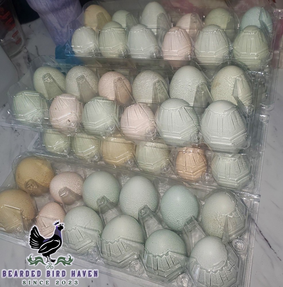 Easter Egger Hatching Eggs X6 (NPIP Certified: AI/PT Clean) + EXTRA