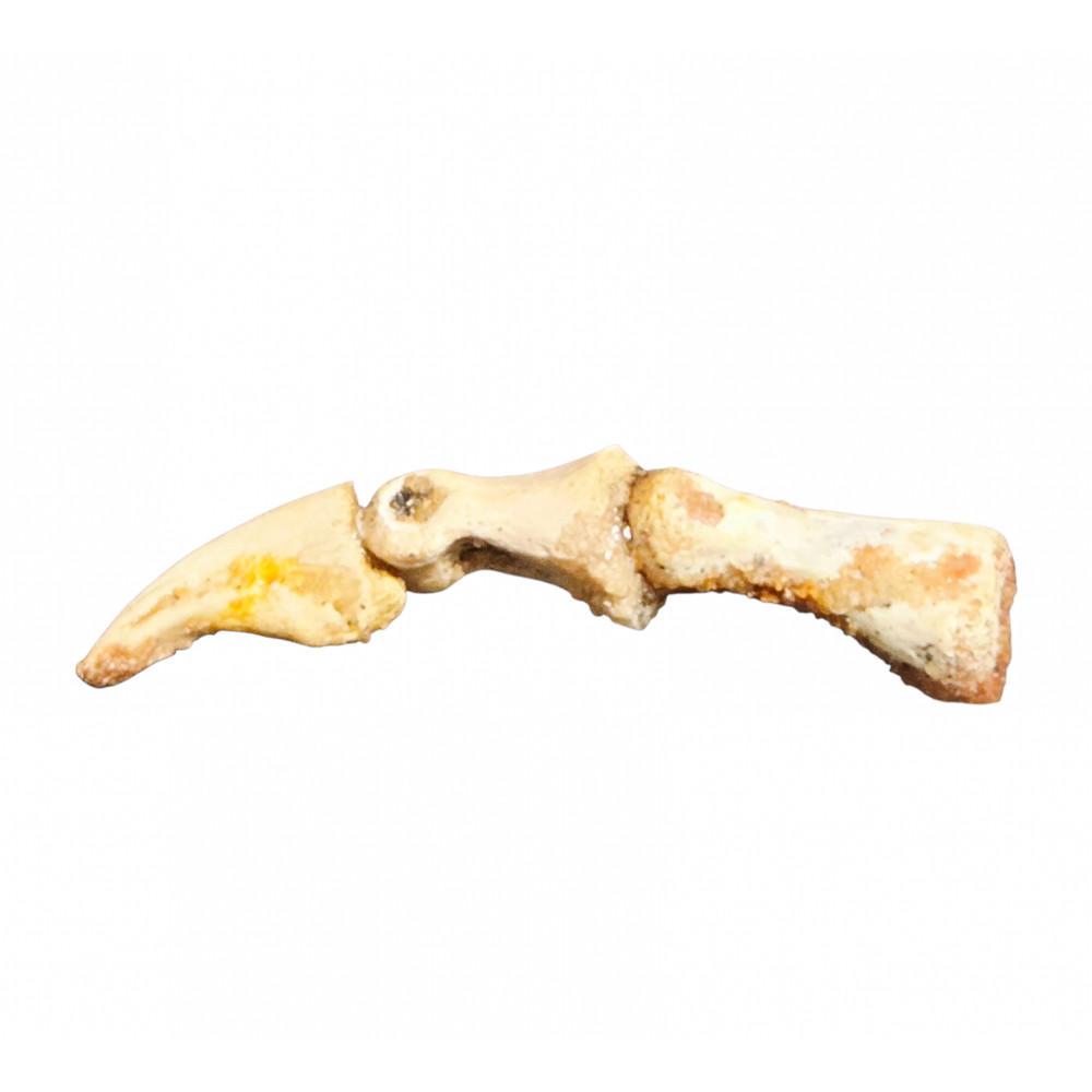 Dinosaur fossil Elaphrosaurus sp. claw + digit bones bones morocco