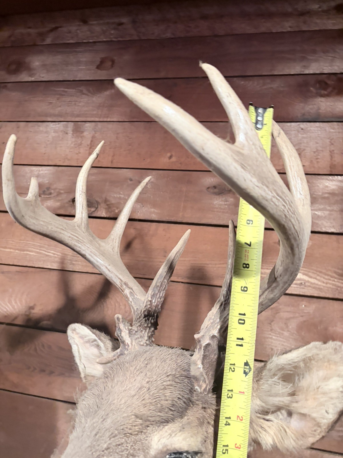 11 point Deer Mount