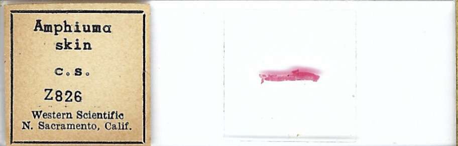 Conger Eel Amphiuma sp. Skin Microscope Slide